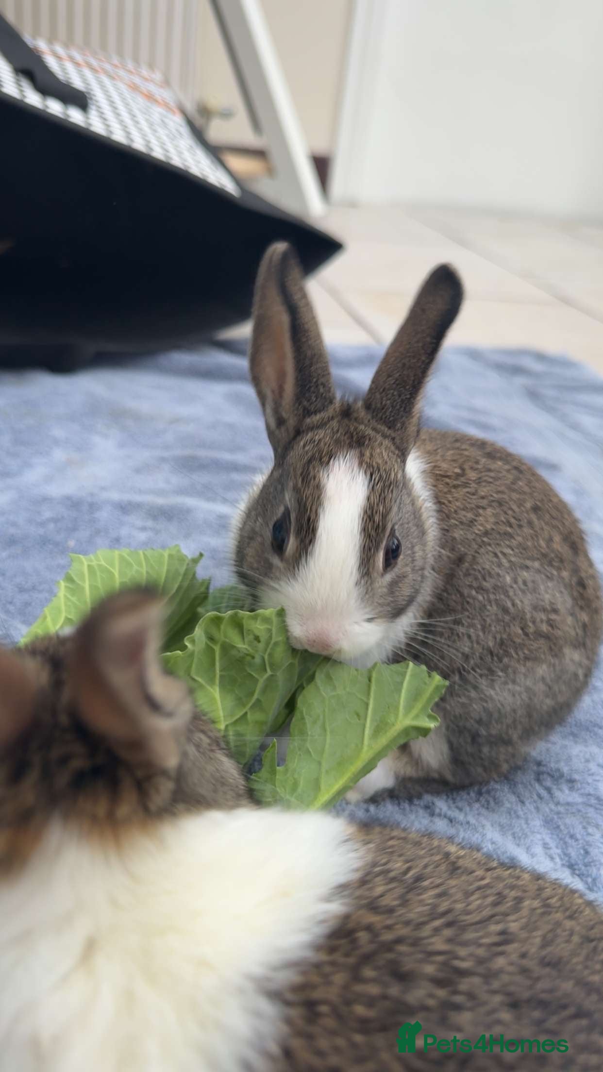 Dutch rabbits Beautiful baby Dutch bunnies for sale 6 weeks old - Advert 1