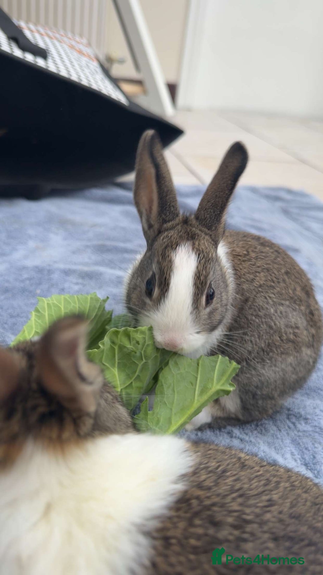 Dutch rabbits for sale: Beautiful baby Dutch bunnies for sale 6 weeks old - Advert 1