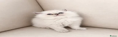 Persian 3
