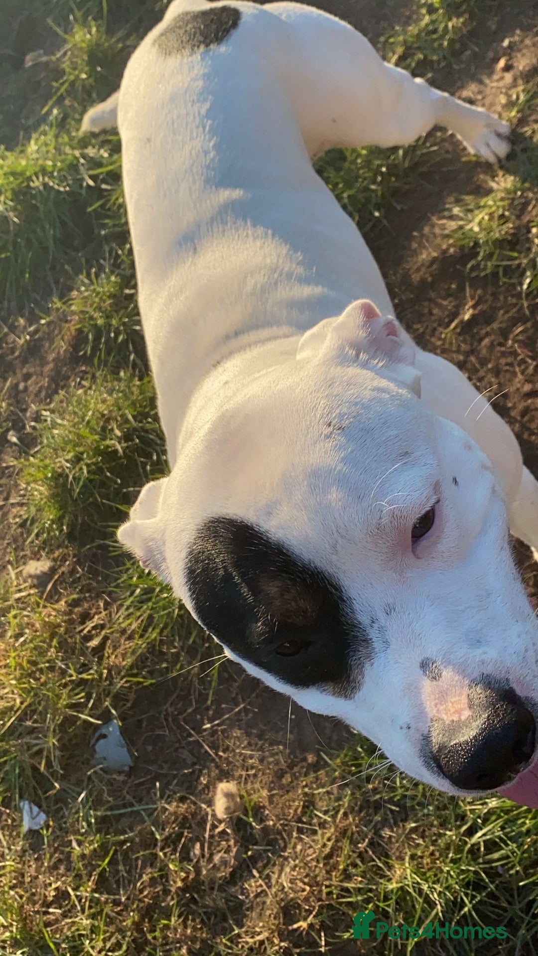 Staffordshire Bull Terrier dogs for sale: Dog for sale  - Image 4