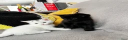 Mixed Breed cats for sale: Adorable Kittens for Sale – Black Boy & White Girl - Advert 7