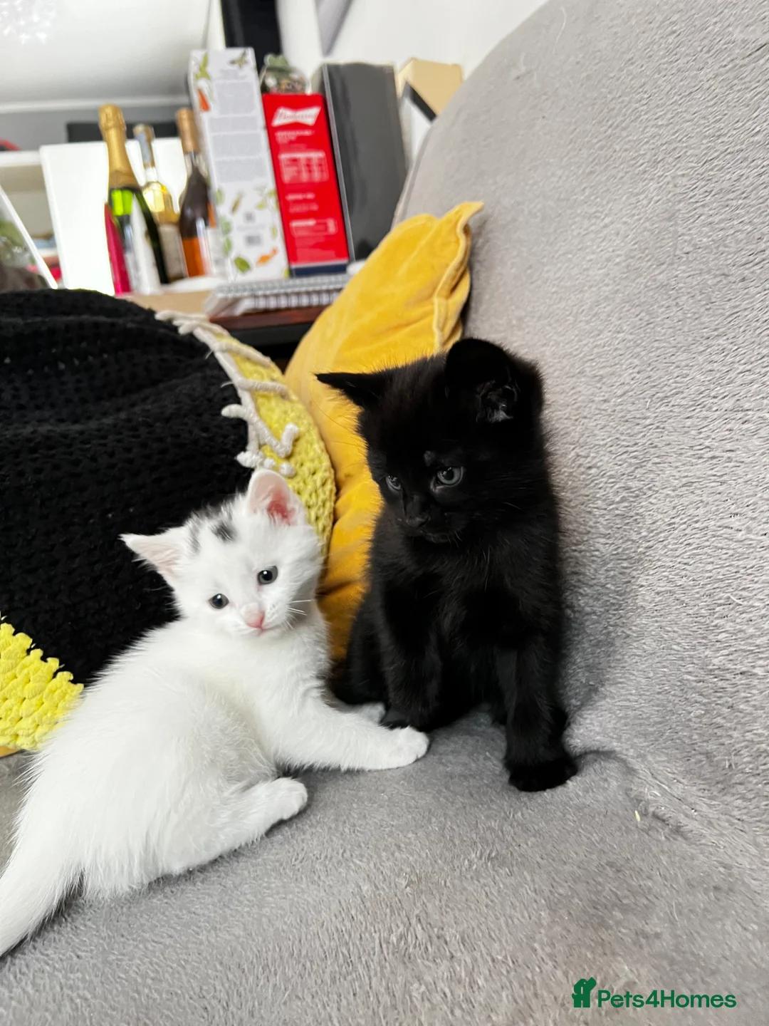 Mixed Breed cats for sale: Adorable Kittens for Sale – Black Boy & White Girl - Advert 7
