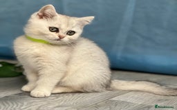 British Shorthair cats for sale: British shorthair golden, silver TICA - Image 14