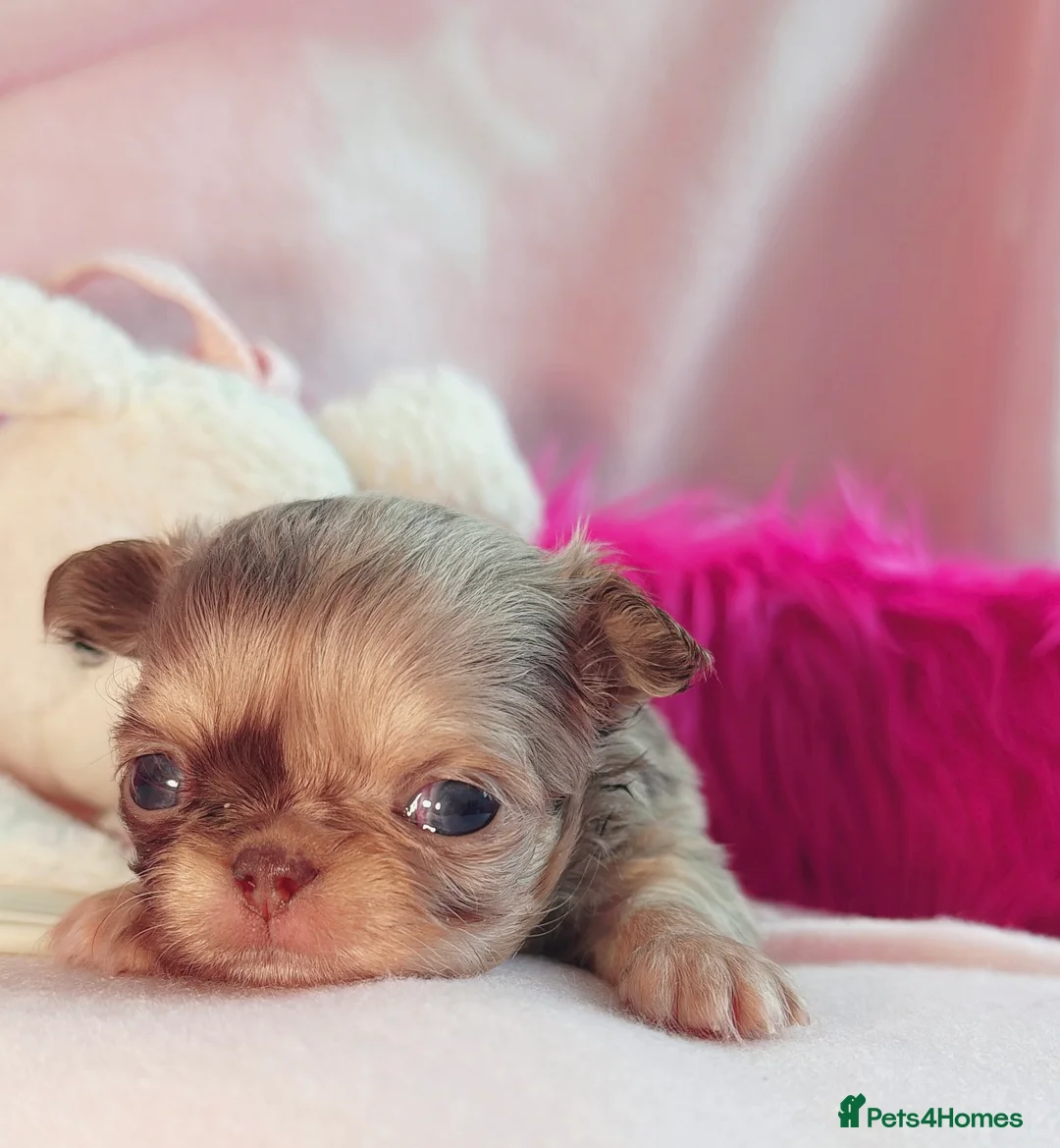 Chihuahua dogs for sale: Long haired chihuahuas  in Doncaster - Advert 35