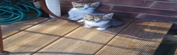 Mixed Breed cats for sale: 2 female kittens for sale - Advert 3