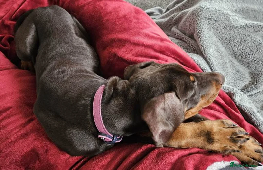 Dobermann dogs for sale: 5 Month Old Dobermann - Advert 3