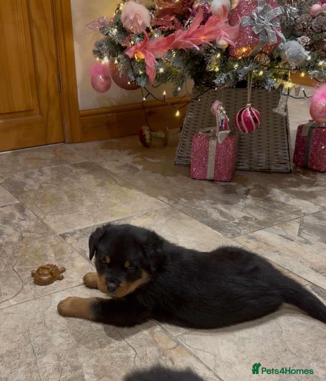 Rottweiler dogs for sale: 2 Big chuncky female Rottweiler puppies - Advert 11