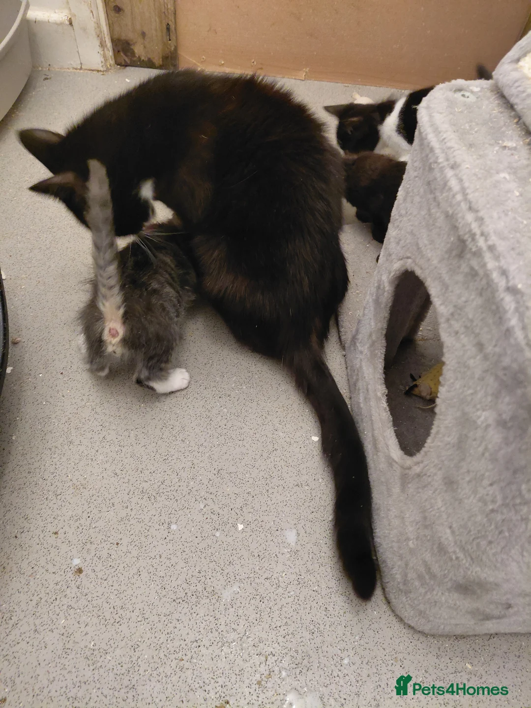 Mixed Breed cats for sale: Lovely home reared kittrns for sale - Advert 2