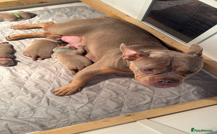American Bully dogs - Advert 1