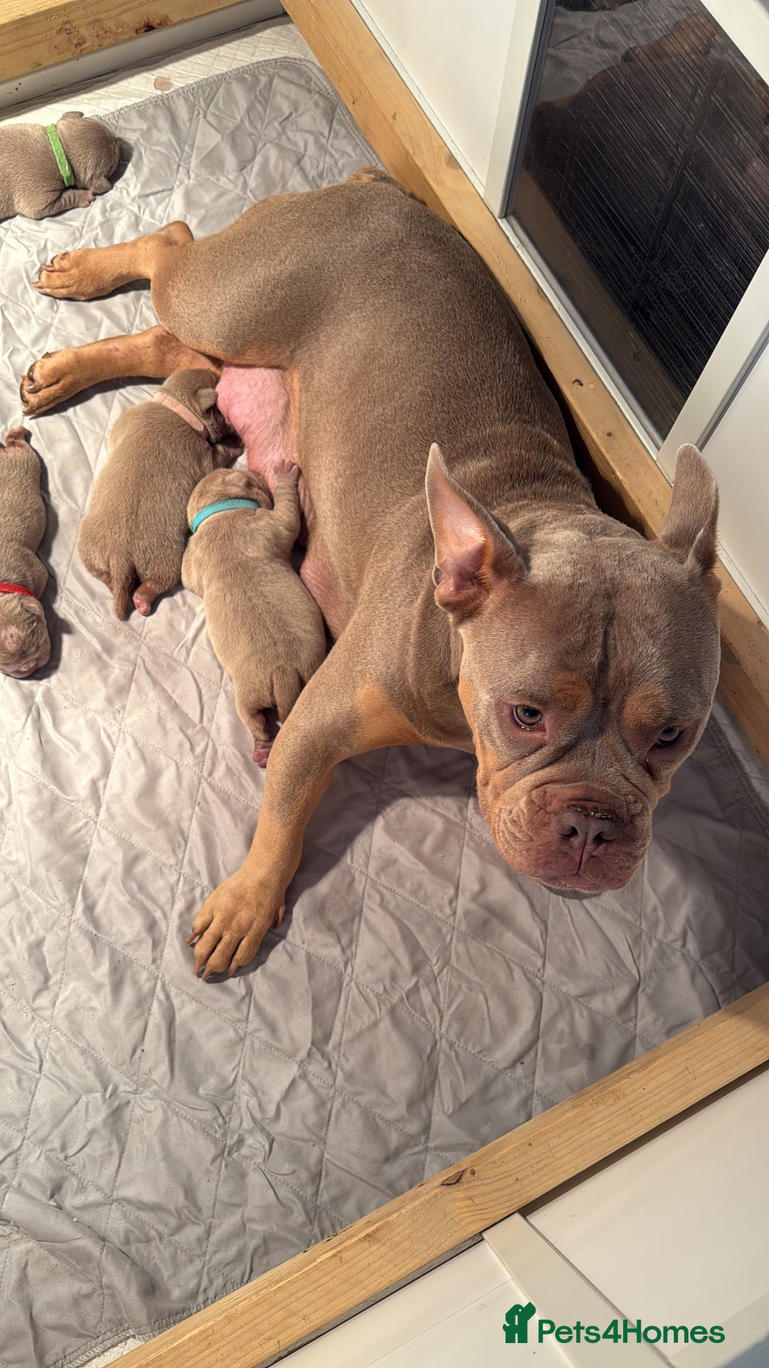 American Bully dogs for sale: Pocket bully’s  - Image 1