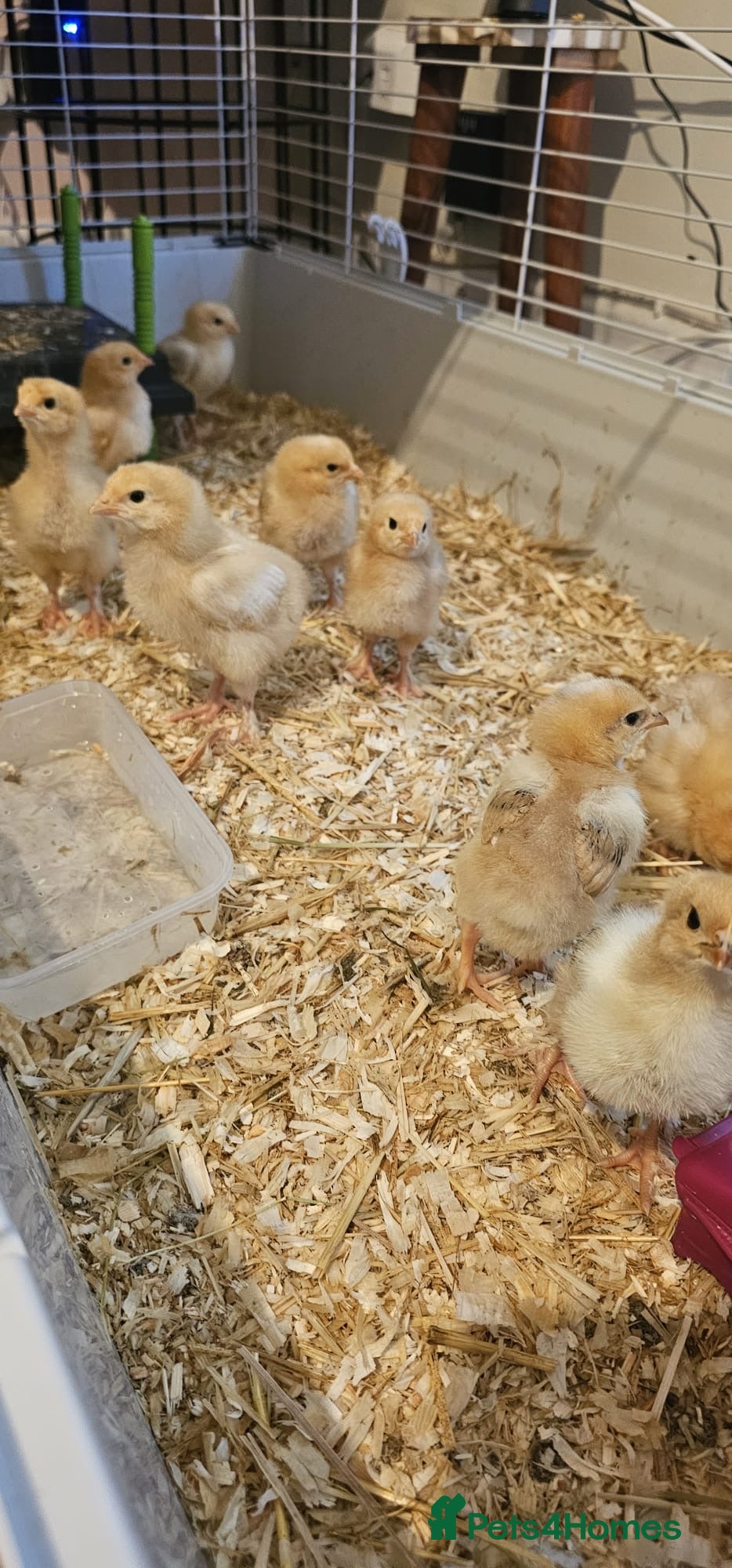 Chickens poultry Great Hybrid Chicks - Advert 2