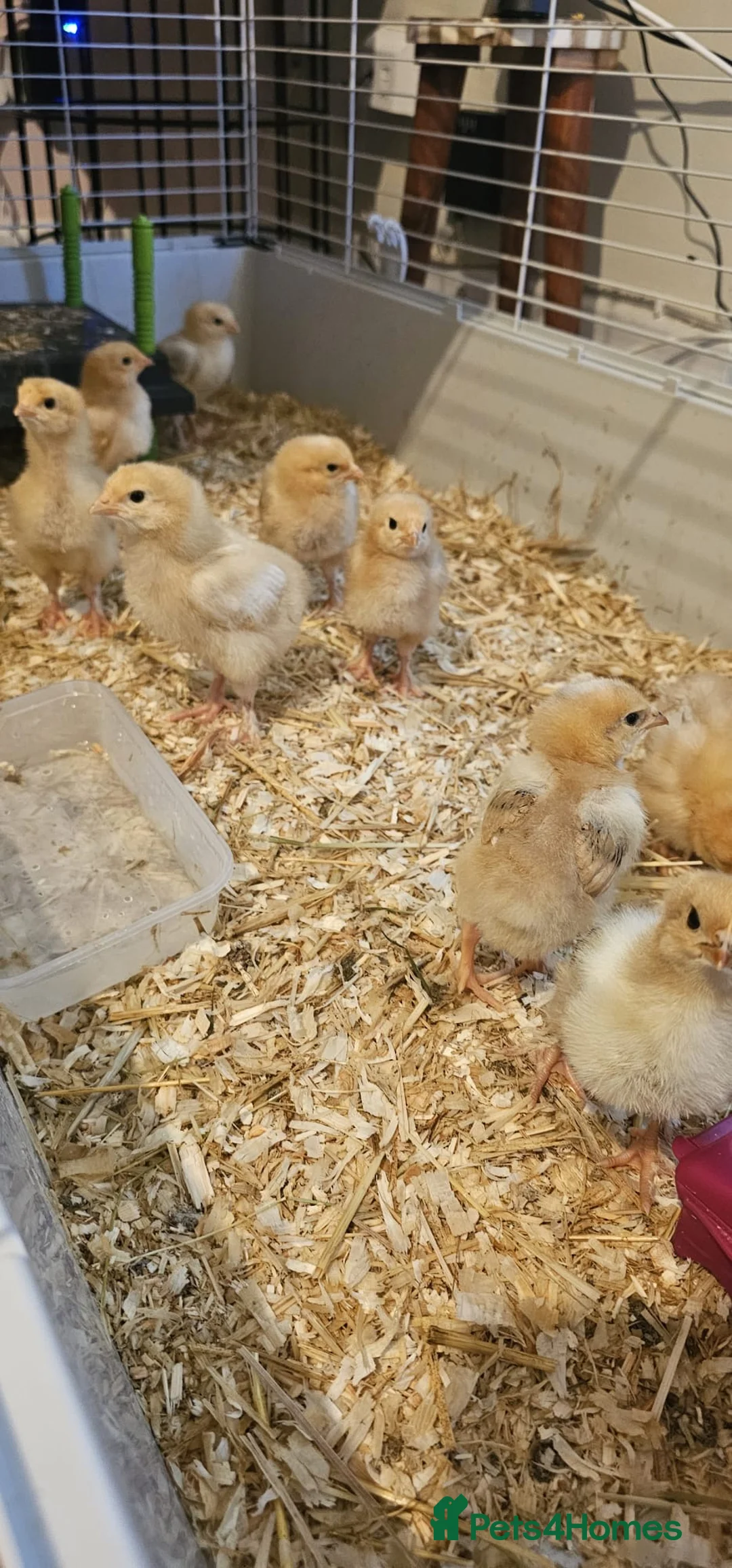 Chickens poultry for sale: Great Hybrid Chicks in Coventry - Advert 2