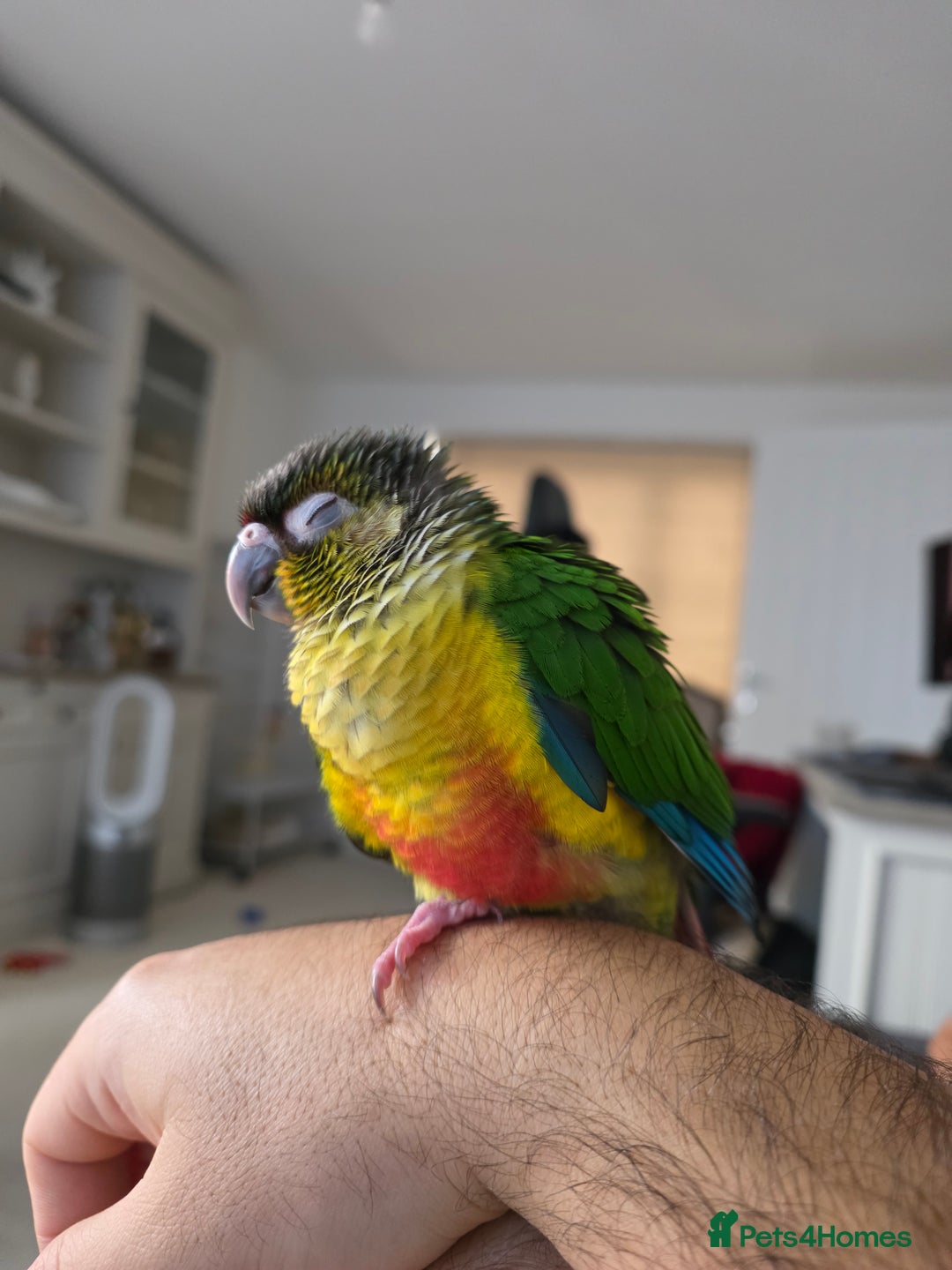 Conures birds for sale: Silly Conure  - Advert 5