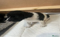 Mixed Breed dogs for sale: Gordondoodle  - Image 6