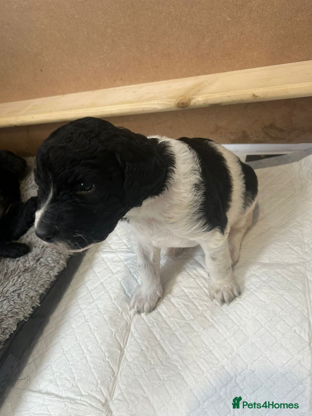 Mixed Breed dogs for sale: Gordondoodle  - Image 6