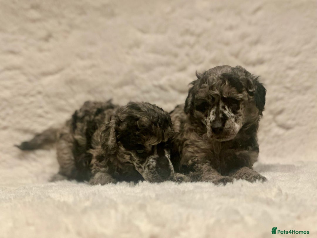 Miniature Poodle dogs for sale: Miniature poodle puppies  - Image 9