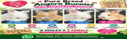 Angora rabbits for sale:     🐇 Purebred Angora Bunnies 3 Boys & 1 Girl  💕 - Advert 1