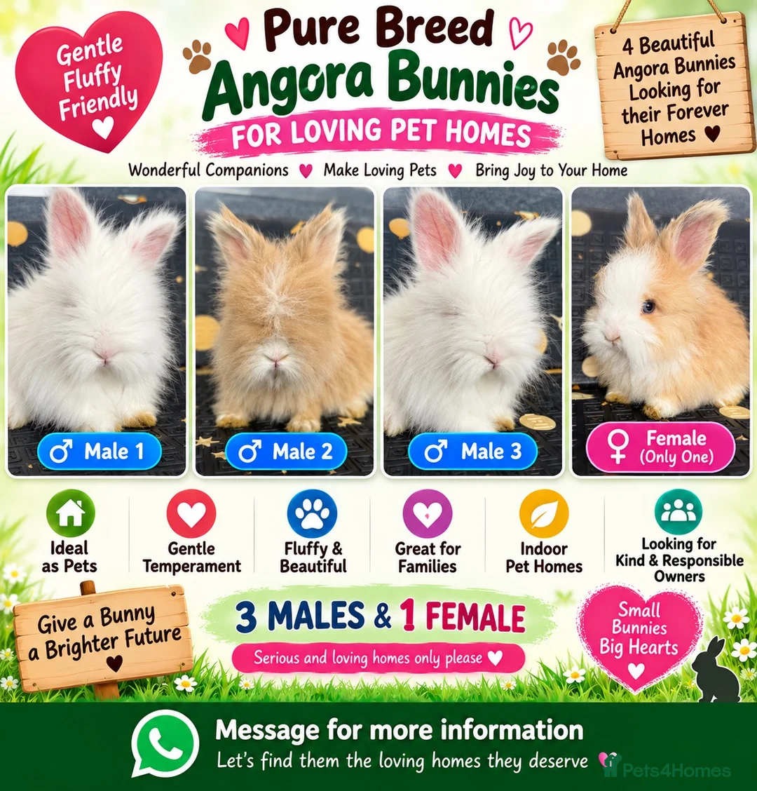 Angora rabbits for sale:     🐇 Purebred Angora Bunnies 3 Boys & 1 Girl  💕 - Advert 1
