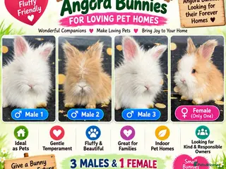 Angora rabbits 🐇 Purebred Angora Bunnies 3 Boys & 1 Girl 💕 - Advert 7