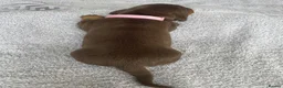 Dachshund dogs for sale: Beautiful litter of dachshund puppies  in Chichester - Advert 7