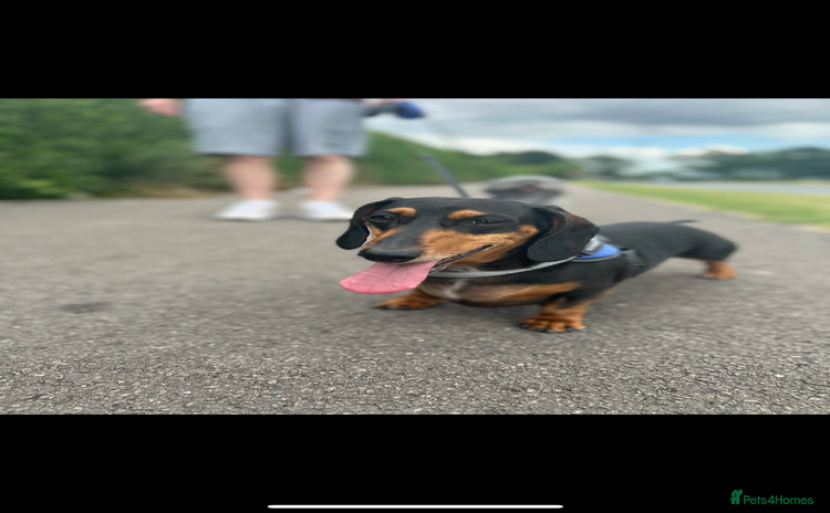 Miniature Dachshund dogs Mini Dachshund  - Advert 11