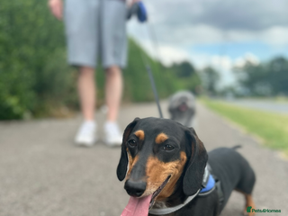 Miniature Dachshund dogs for sale: Mini Dachshund - Advert 1