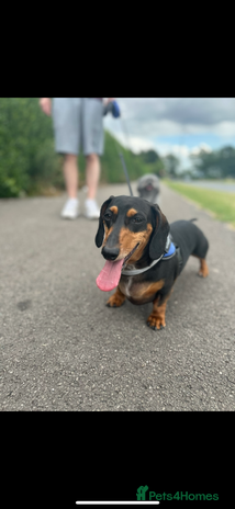 Miniature Dachshund dogs Mini Dachshund - Advert 4