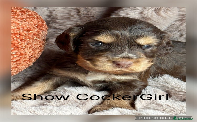 Cocker Spaniel dogs - Advert 7