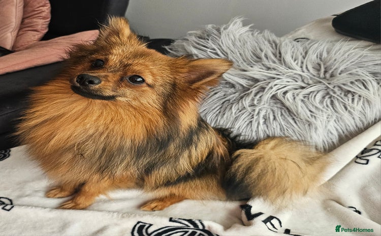 Pomeranian dogs - Advert 4