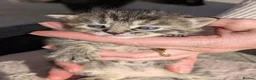 Domestic Shorthair cats for sale: 2 boys and 3 girls ginger in a separate listing. - Advert 6