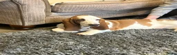 Basset Hound dogs for sale: Male basset hound  - Advert 3