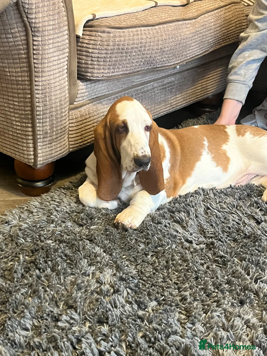 Basset Hound dogs for sale: Male basset hound  - Advert 3