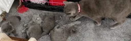 Russian Blue cats for sale: Russian Blue kittens 8 weeks old 2 boys 2 girls in Bournemouth - Advert 4