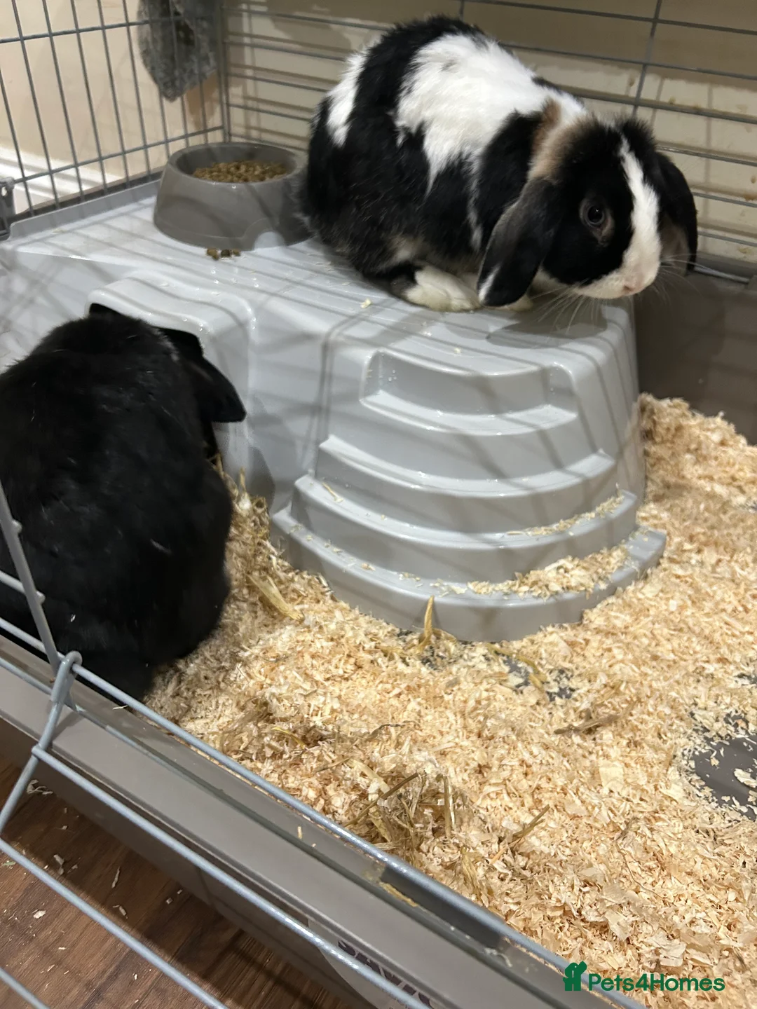 Mini Lop rabbits for sale: 2x male rabbits  - Advert 5