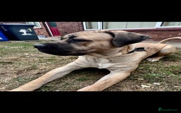 Cane Corso dogs for sale: Cane Corso Male – Born 3rd October 2024 - Image 9