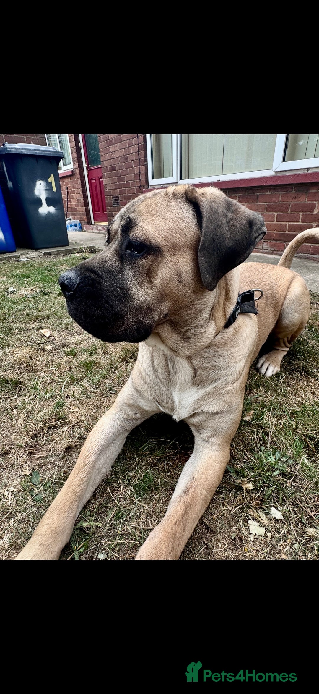 Cane Corso dogs for sale: Cane Corso Male – Born 3rd October 2024 - Image 9