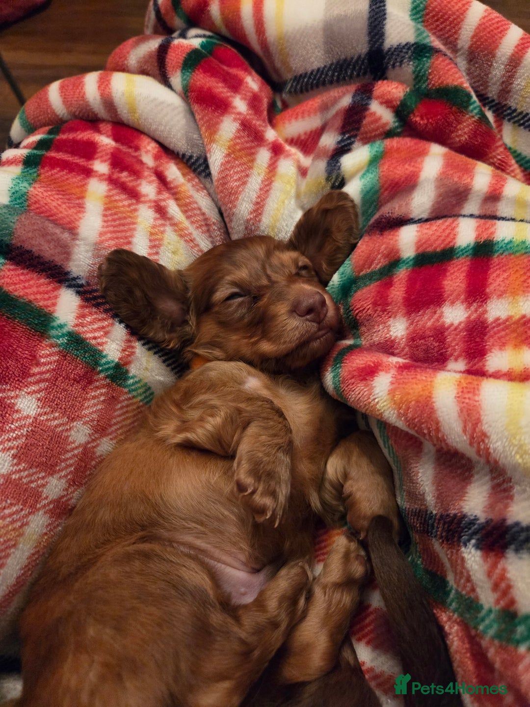 Dachshund dogs for sale: Sweet Male Dachshunds - Advert 3