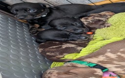 Dachshund dogs for sale: Dachshunds  - Image 30