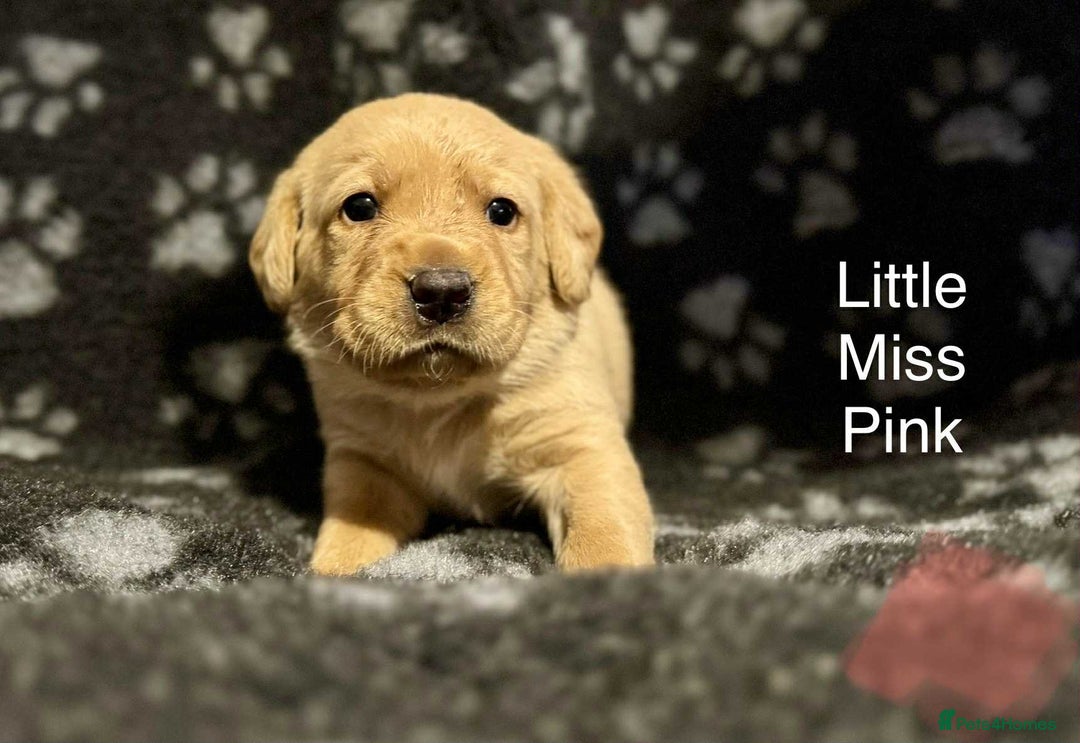 Labrador Retriever dogs for sale: Dudley Fox Red Labradors with FTCH in lineage - Advert 15