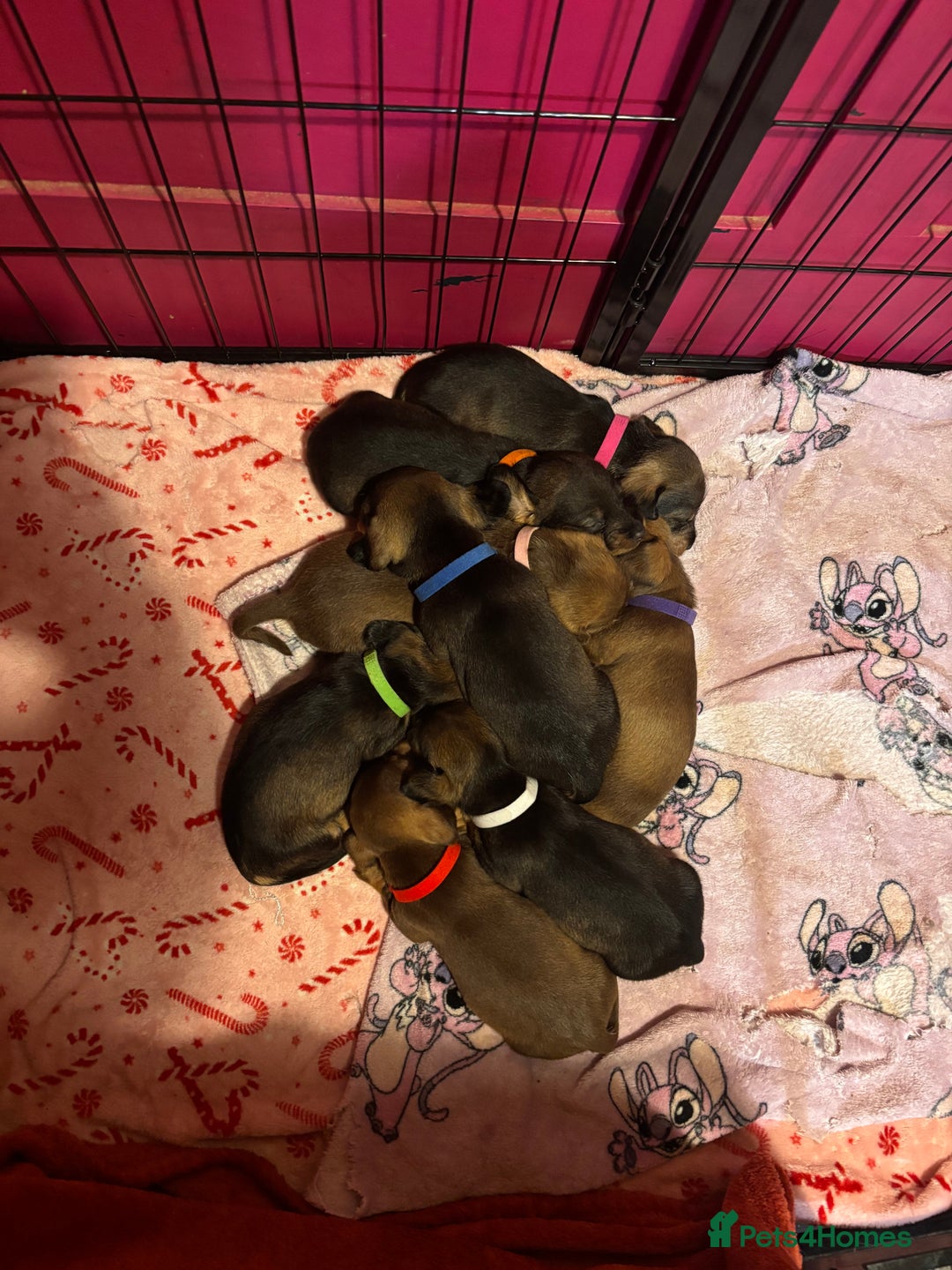 Dachshund dogs for sale: Wirehaired dachshund puppies  - Advert 3