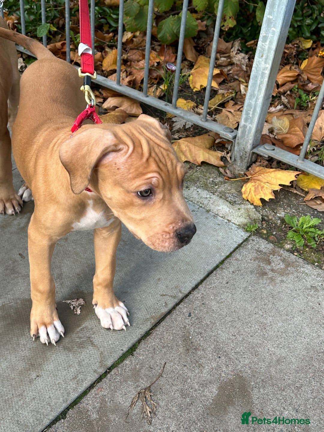 Mastiff dogs for sale: Mastiff X Pups - Advert 24