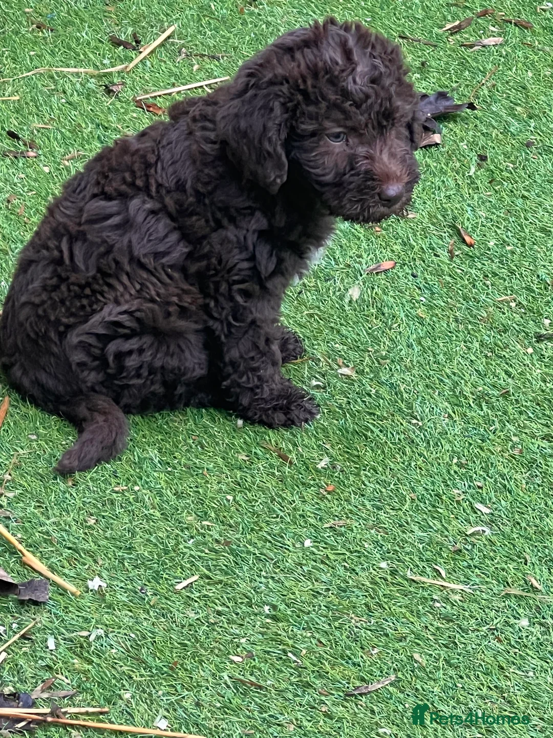 Bedlington Terrier dogs for sale: Bedlington terrier puppies ☺️ - Advert 14