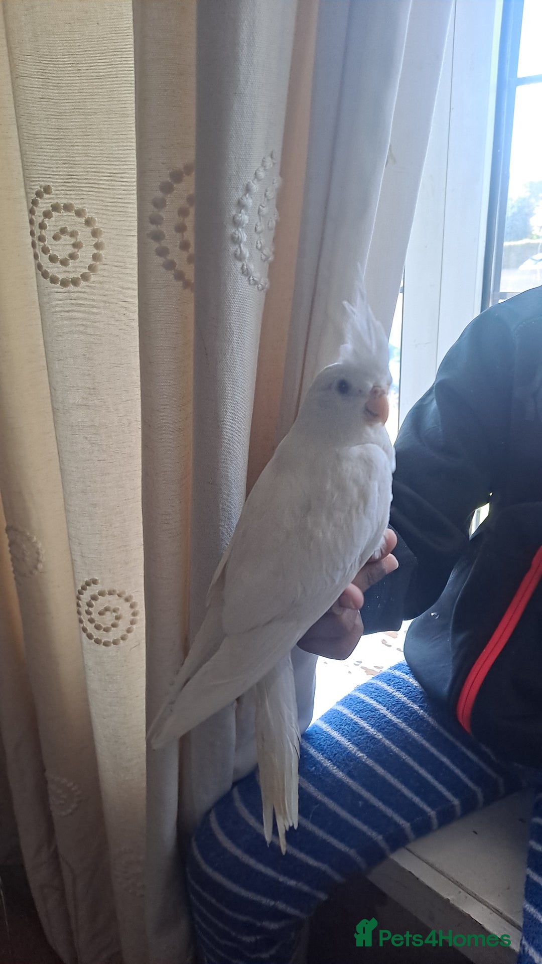 Cockatiels birds for sale: Silly hand tamed cockatiels for sale  - Image 19