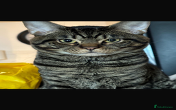 Mixed Breed cats for sale: Boy cat Hunter - Image 4