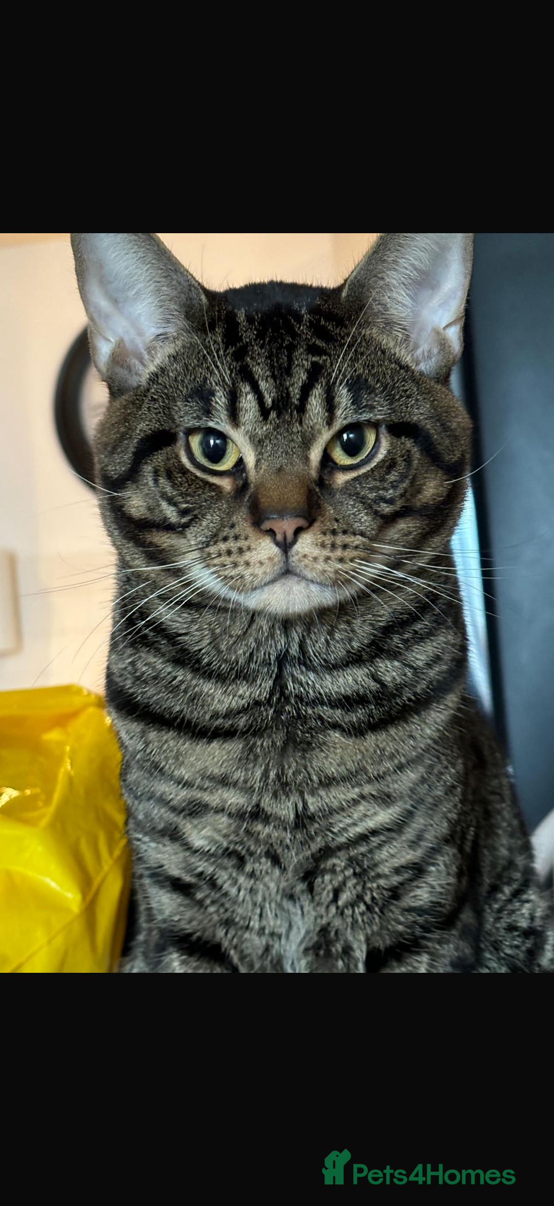 Mixed Breed cats for sale: Boy cat Hunter - Image 4