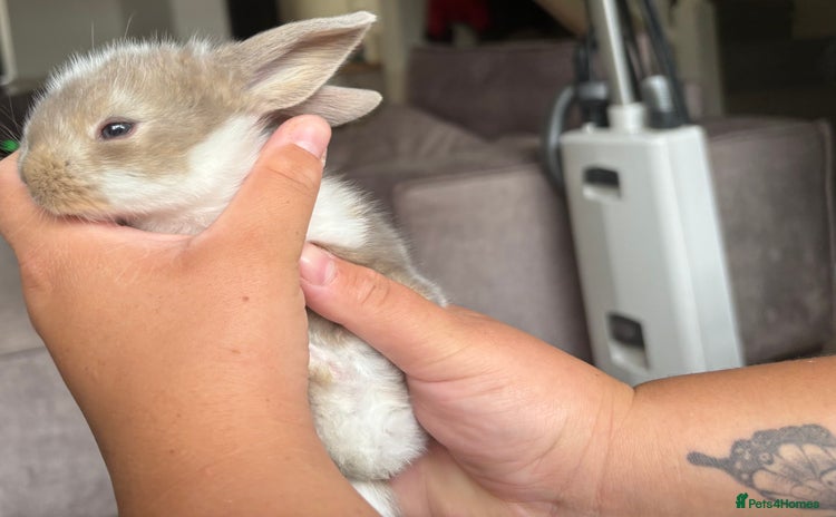 French Lop rabbits - Advert 8