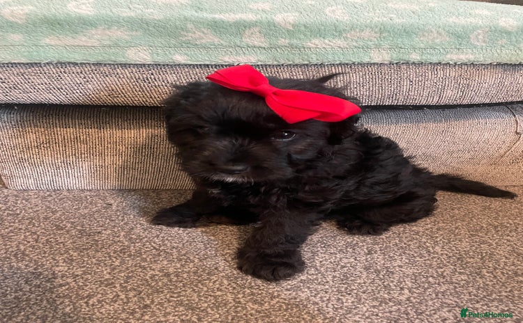 Cavapoo dogs - Advert 1