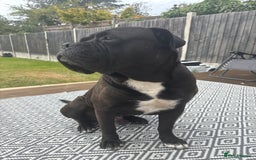 Cane Corso dogs for sale: Cane corso male needs new home - Image 3