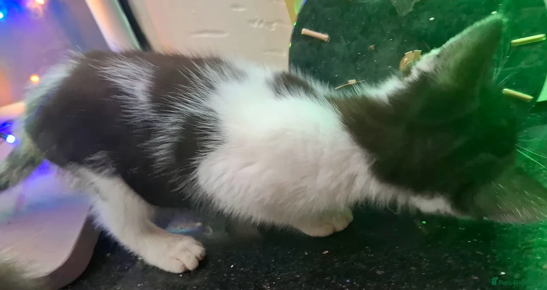British Longhair cats for sale: Beautiful Adorable 6 Black & White Kittens - Advert 2