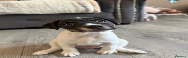 Jack Russell 3